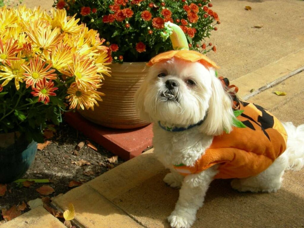 DIY Pet Costumes for Halloween