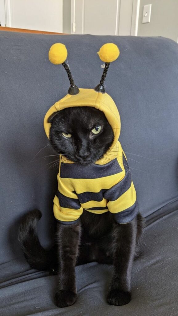 DIY Pet Costumes for Halloween