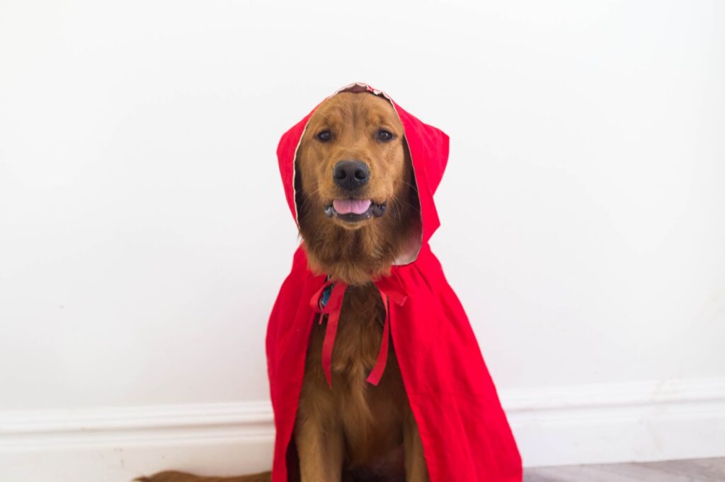 DIY Pet Costumes for Halloween