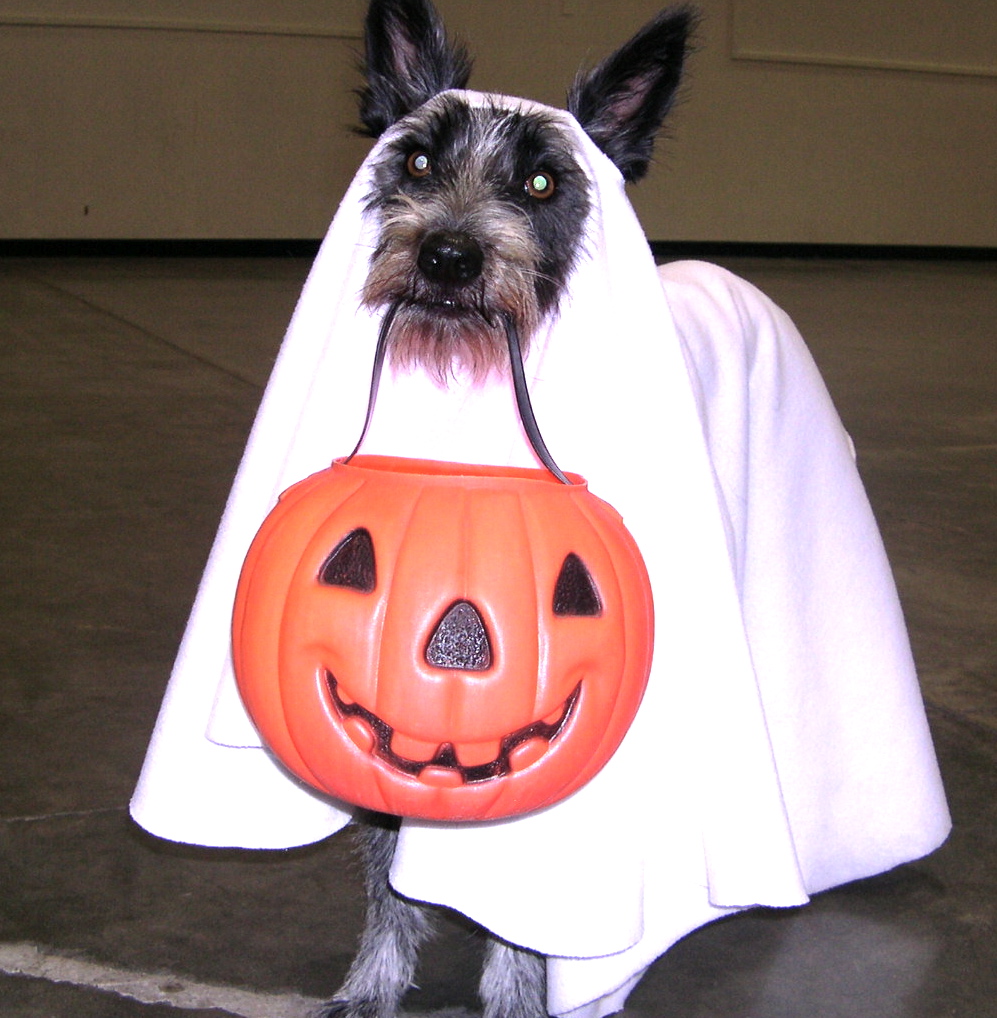 DIY Pet Costumes for Halloween