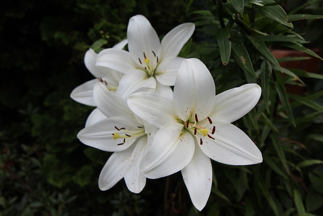 lily, white lily, botanical, flower background, flower, nature, flower wallpaper, flowering, lily, white lily, white lily, white lily, white lily, beautiful flowers, white lily