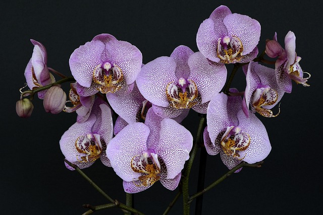 orchids, flower, blossom, flower background, bloom, beautiful flowers, white violet, orchid flower, purple, leaves, nature, plant, flower wallpaper, bud, exotic, orchids, orchids, orchids, orchids, orchids, orchid flower