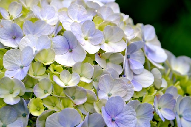 hydrangea, flower, flora, nature, beautiful flowers, purple, pastel, hydrangea, hydrangea, hydrangea, flower wallpaper, hydrangea, hydrangea, flower, flower background, flower, flower