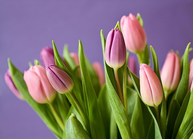 tulips, buds, flowers, bloom, flower wallpaper, nature, blossom, flowering plants, ornamental plants, plants, flora, closeup, flower background, tulips, tulips, beautiful flowers, tulips, tulips, tulips