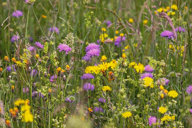 wildflower meadow, flower, flower wallpaper, arable widow flowers, dandelion, bloom, nature, wildflower, spring, grasses, flora, wicker plants, pointed flower, sea of flowers, plant, natural plant, meadow, beautiful flowers, wildflower meadow, wildflower meadow, dandelion, dandelion, dandelion, dandelion, flower background, dandelion, wildflower, meadow, meadow