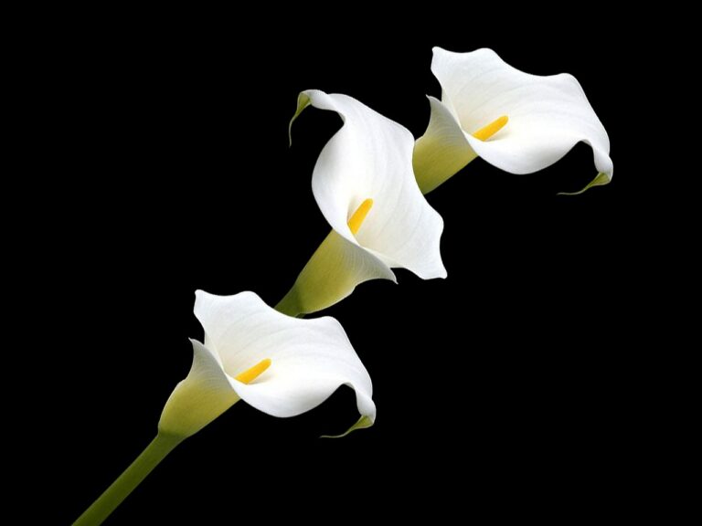 calla lily, flowers, plant, decoration, arum lily, beautiful flowers, white flowers, bloom, decorative, dark, nature, closeup, calla lily, flower background, calla lily, calla lily, calla lily, flower wallpaper, calla lily, arum lily