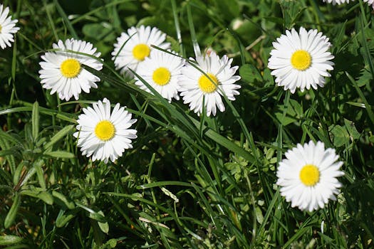 Bright white daisies blooming in a lush green field on a sunny day.