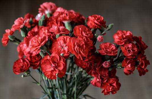 A stunning close-up of vibrant red carnations in full bloom.