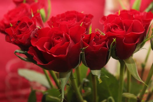 Lush red roses close-up, perfect for Valentine's or Mother's Day themes.