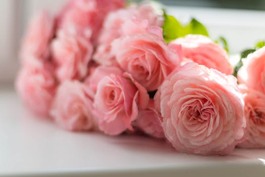 Beautiful pink roses in bloom, captured indoors with soft lighting, creating a serene and elegant floral image.