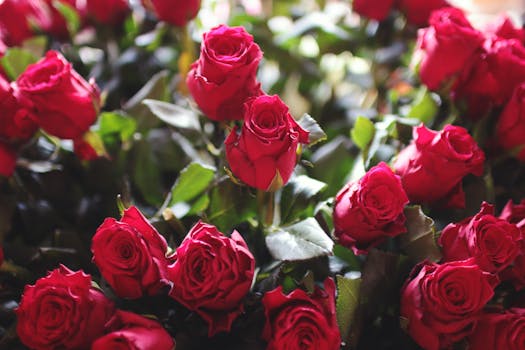 A close-up view of vibrant red roses, perfect for romantic occasions like Valentine's Day or anniversaries.