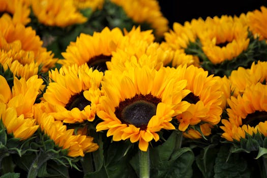 Bright close-up of blooming sunflowers, showcasing vivid yellow petals and lush greenery.