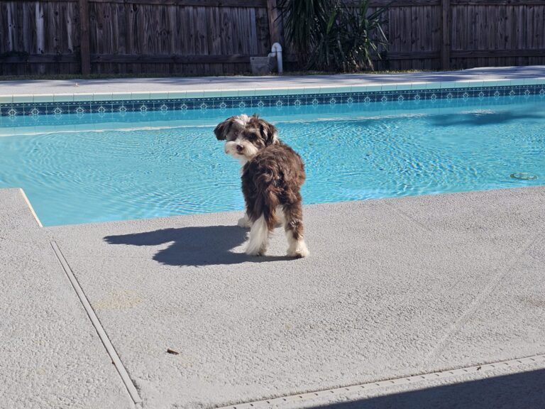 Does Your Pup Know These July Pool Survival Rules?