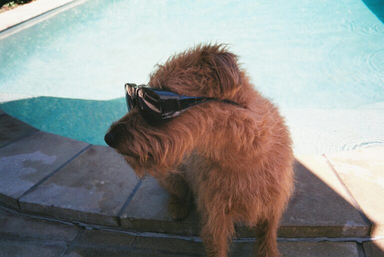 Adorable dog wearing sunglasses relaxing by a swimming pool on a sunny day.