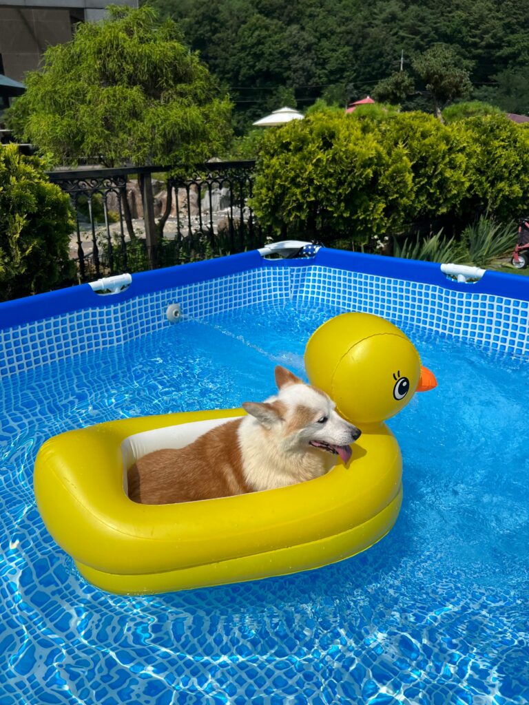 Adorable corgi relaxing on a yellow inflatable duck in a swimming pool on a sunny summer day.