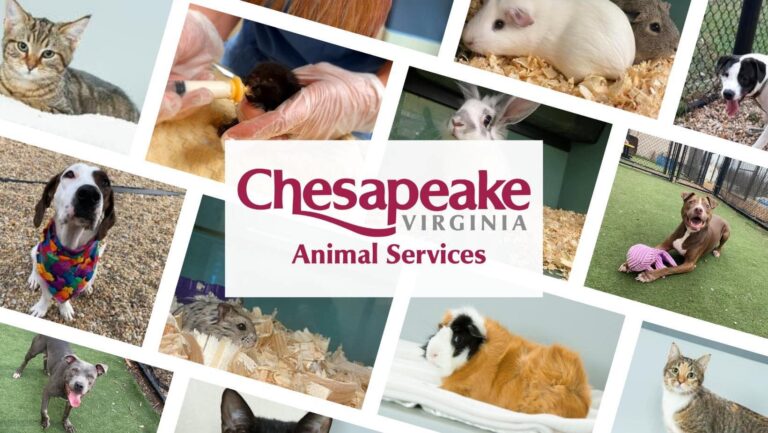 Chesapeake Animal Services